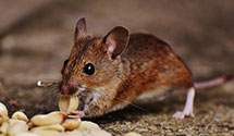 24 Hour & Emergency Exterminators in Whiteville, NC